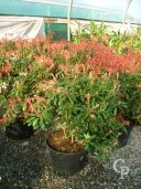 Pieris Jap 'Forest Flame'   5l