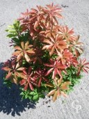 Pieris Jap 'Forest Flame'   7 5l