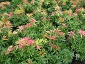 Pieris Jap 'Forest Flame'  7 5l