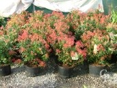 Pieris Jap 'Forest Flame'