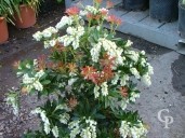 Pieris Jap 'Forest Flame'