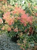 Pieris Jap 'Variegata'