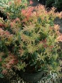 Pieris Jap 'Variegata'