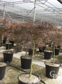 Acer Palm  'Dissectum Garnet'  Half Std