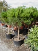 Pinus