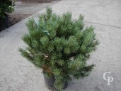 Pinus 10l