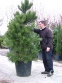 Pinus Aus Nigra 2,20+ 90l