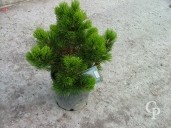 Pinus Leuc 'Compact Gem'  10l