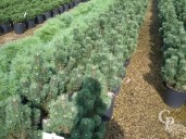 Pinus Mugo 'Sherwood Compact'   10l