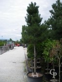 Pinus Nigra 'Austriacea'  20-25