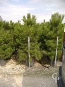 Pinus Nigra 'Austriacea'