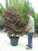 Acer Palm 'Bloodgood' 1,75-2,00  50L