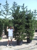Pinus Nigra 'Maritima'