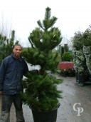 Pinus Nigra Austricea 2,00+ 110l