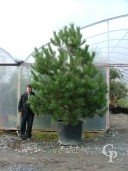 Pinus Nigra Austricea 3,00+ 140l