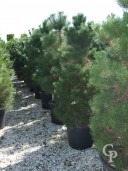 Pinus Sylvestris Feathered