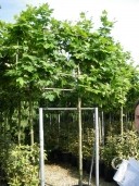 Platanus Acerfolia   Pleached  14 16 70l