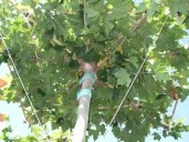 Platanus Acerfolia