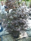 Acer Palm 'Bloodgood' 1,752,00 50L