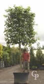 Platanus Acerifolia  Pleached  35-40  300l