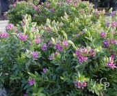 Polygala  Myrtifolia  4 5l