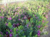 Polygala Myrtifolia   4 5l