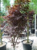 Acer Palm 'Bloodgood'