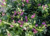 Polygala Myrtifolia