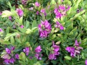 Polygala Myrtifolia 4 5l