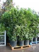 Prunus 2,00 50l