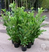 Prunus 5l Extra