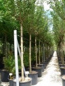 Prunus Kanzan 25 240l