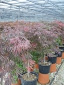 Acer Palm 'Dissectum Garnet' Std   20L