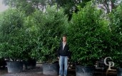 Prunus Laur  Extra 3,00 285l