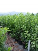 Prunus Lauro  1,25-1,50  18l