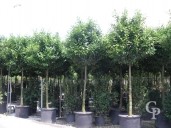 Prunus Laurocerasus 20-25  200l