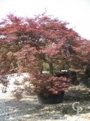 Acer Palm 'Dissectum Garnet'