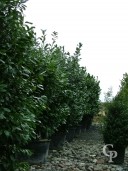 Prunus Laurocerasus 3m+