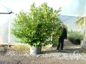 Prunus Laurocerasus 3m