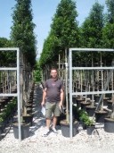 Prunus Lusit 'Angustifolia'   Std   60l