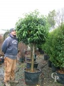 Prunus Lusitanica   Half Standard