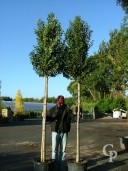 Prunus Lusitanica 'Angustifolia'    Std   60l