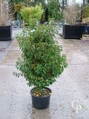 Prunus Lusitanica 'Angustifolia'   1,25  20l