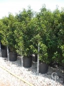 Prunus Lusitanica 30l