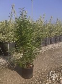 Prunus Lusitanica 3l