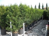 Prunus Lusitanica Clt 30l