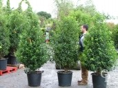 Prunus Lusitanica Extra 50l