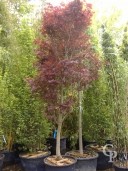 Acer Palm 'Fireglow' 3,00