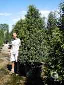 Prunus Lusit Angust C160 250+-