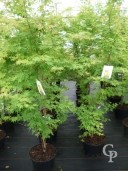 Acer Palm 'Sengokaki' 1,25 15L